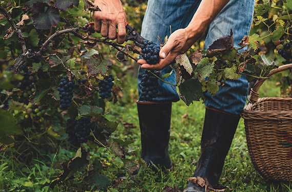 Infraestrutura de segurança com condomínio totalmente murado e portaria 24 horas