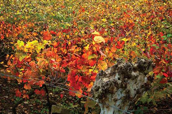 Infraestrutura de segurança com condomínio totalmente murado e portaria 24 horas